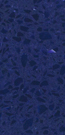 q oceanblue